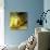 Daffodils-Magda Indigo-Photographic Print displayed on a wall