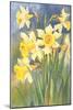 Daffodils-null-Mounted Art Print