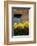 Daffodils-John Gusky-Framed Photographic Print