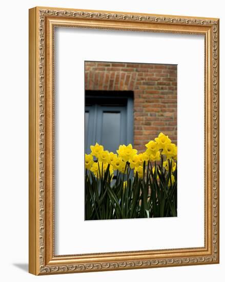 Daffodils-John Gusky-Framed Photographic Print