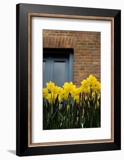Daffodils-John Gusky-Framed Photographic Print
