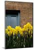 Daffodils-John Gusky-Mounted Photographic Print