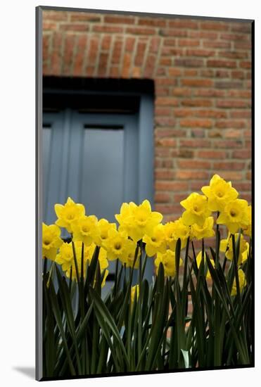 Daffodils-John Gusky-Mounted Photographic Print