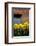 Daffodils-John Gusky-Framed Photographic Print