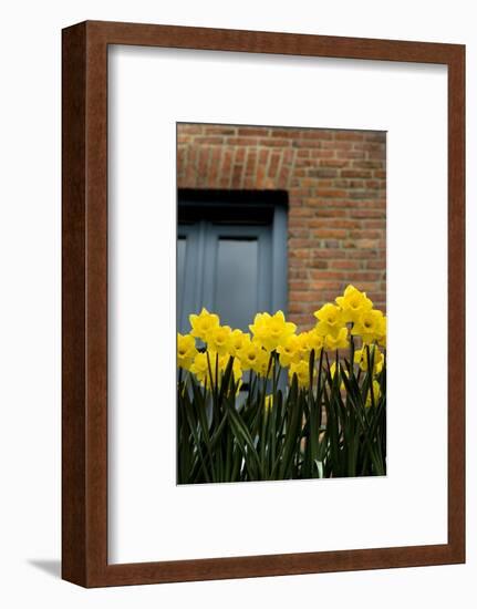 Daffodils-John Gusky-Framed Photographic Print