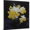 Daffodils-James Stuart Park-Mounted Giclee Print