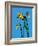 Daffodils-Sarah Thompson-Engels-Framed Giclee Print