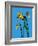 Daffodils-Sarah Thompson-Engels-Framed Giclee Print