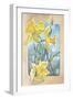 Daffodils-Judy Mastrangelo-Framed Giclee Print