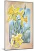 Daffodils-Judy Mastrangelo-Mounted Giclee Print