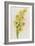 Daffodils-ZPR Int’L-Framed Giclee Print