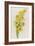 Daffodils-ZPR Int’L-Framed Giclee Print