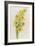 Daffodils-ZPR Int’L-Framed Giclee Print