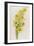 Daffodils-ZPR Int’L-Framed Giclee Print