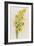 Daffodils-ZPR Int’L-Framed Giclee Print