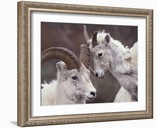 Dahl Rams in Denali National Park, Alaska, USA-Howie Garber-Framed Photographic Print