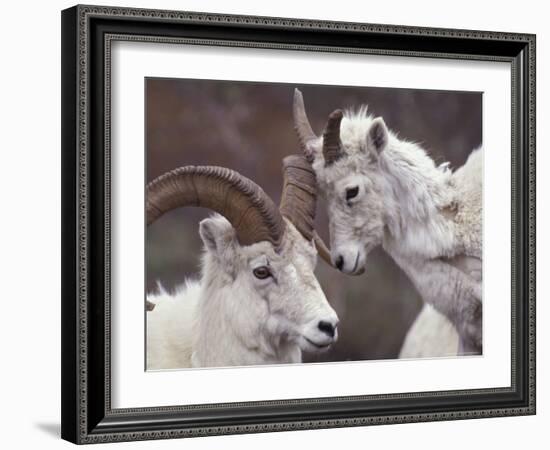 Dahl Rams in Denali National Park, Alaska, USA-Howie Garber-Framed Photographic Print