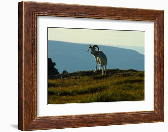 Dahl Sheep, Alaska-Charles Glover-Framed Giclee Print