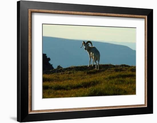 Dahl Sheep, Alaska-Charles Glover-Framed Giclee Print