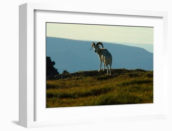 Dahl Sheep, Alaska-Charles Glover-Framed Giclee Print