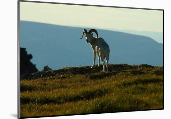 Dahl Sheep, Alaska-Charles Glover-Mounted Giclee Print