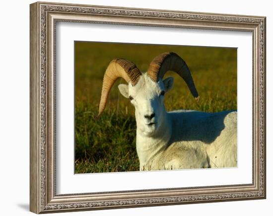 Dahl Sheep-Charles Glover-Framed Giclee Print