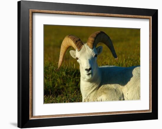 Dahl Sheep-Charles Glover-Framed Giclee Print