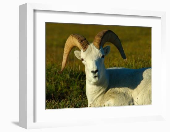 Dahl Sheep-Charles Glover-Framed Giclee Print