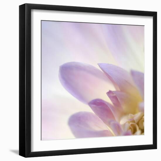 Dahlia Abstract-Anna Miller-Framed Photographic Print