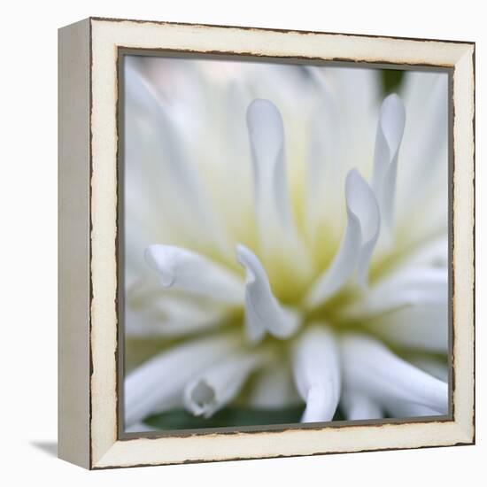 Dahlia Abstract-Anna Miller-Framed Premier Image Canvas