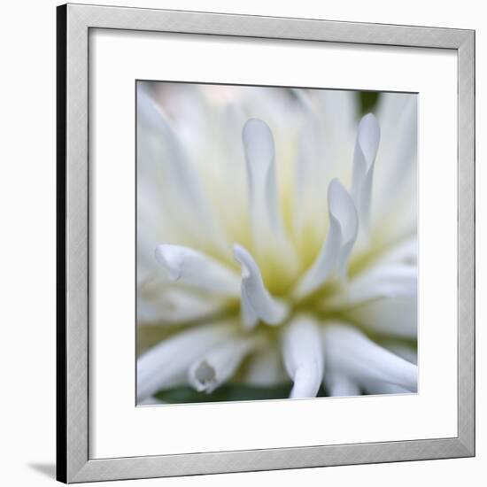 Dahlia Abstract-Anna Miller-Framed Photographic Print