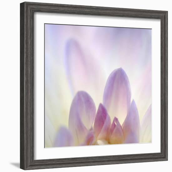 Dahlia Abstract-Anna Miller-Framed Photographic Print