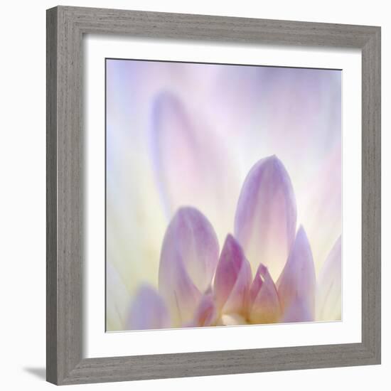 Dahlia Abstract-Anna Miller-Framed Photographic Print