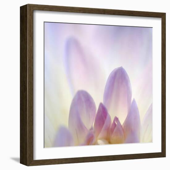 Dahlia Abstract-Anna Miller-Framed Photographic Print