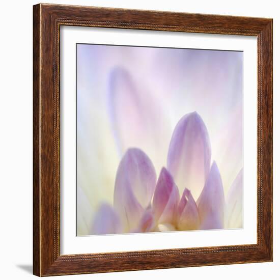 Dahlia Abstract-Anna Miller-Framed Photographic Print