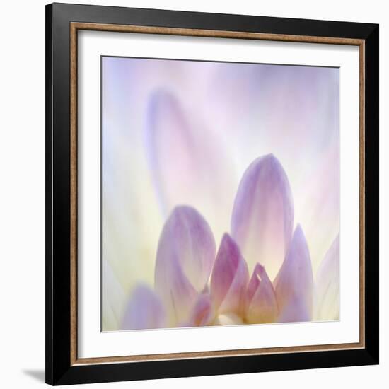 Dahlia Abstract-Anna Miller-Framed Photographic Print