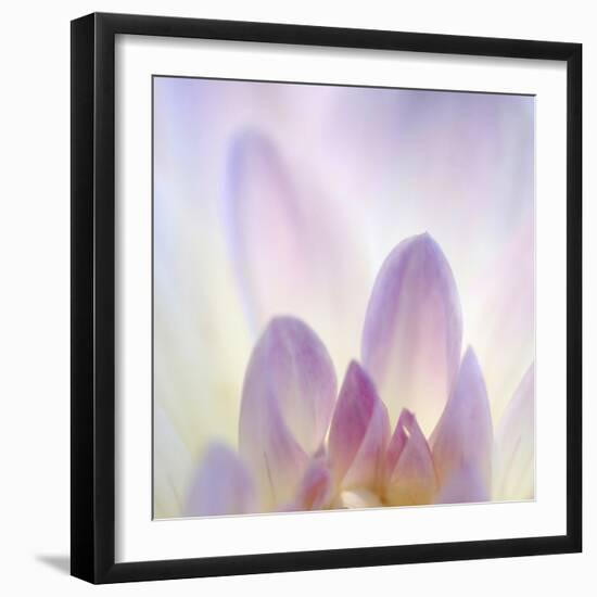 Dahlia Abstract-Anna Miller-Framed Photographic Print