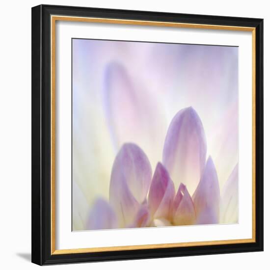 Dahlia Abstract-Anna Miller-Framed Photographic Print