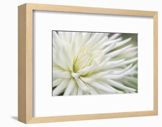 Dahlia Abstract-Anna Miller-Framed Photographic Print