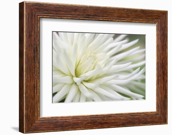 Dahlia Abstract-Anna Miller-Framed Photographic Print