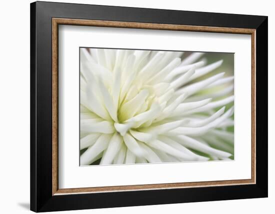 Dahlia Abstract-Anna Miller-Framed Photographic Print