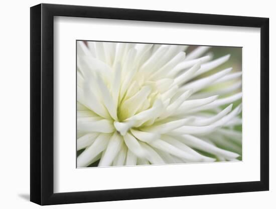 Dahlia Abstract-Anna Miller-Framed Photographic Print