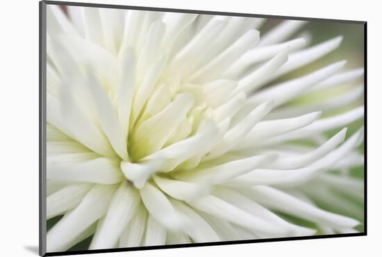 Dahlia Abstract-Anna Miller-Mounted Photographic Print