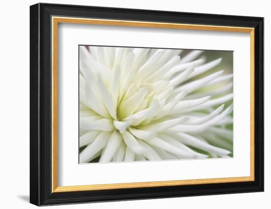 Dahlia Abstract-Anna Miller-Framed Photographic Print