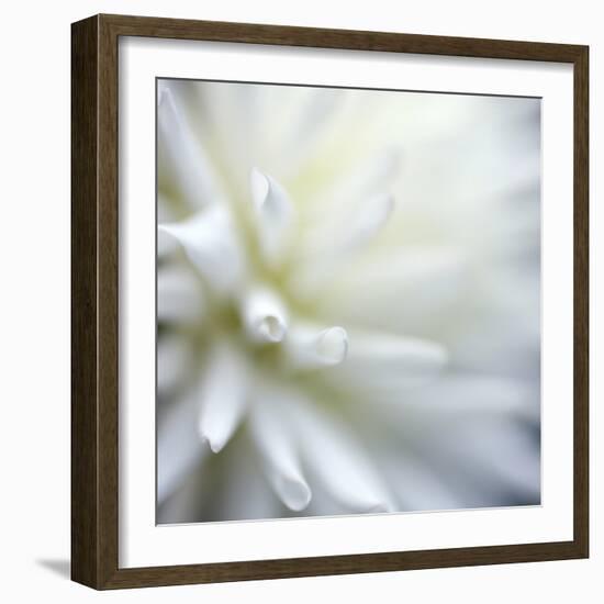 Dahlia Abstract-Anna Miller-Framed Photographic Print