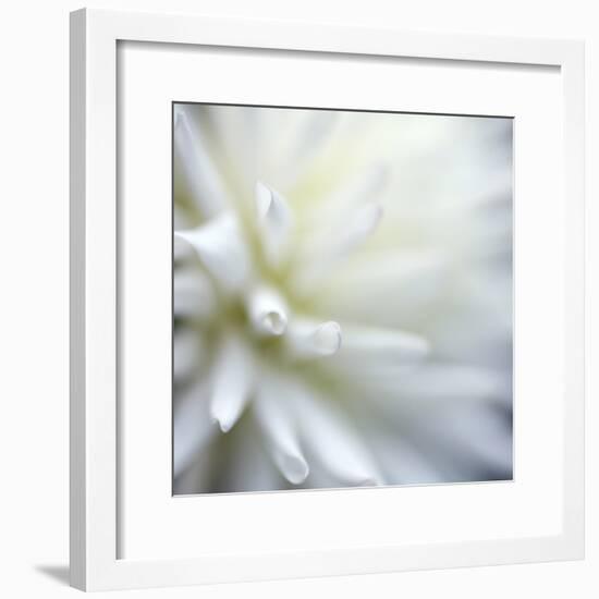 Dahlia Abstract-Anna Miller-Framed Photographic Print