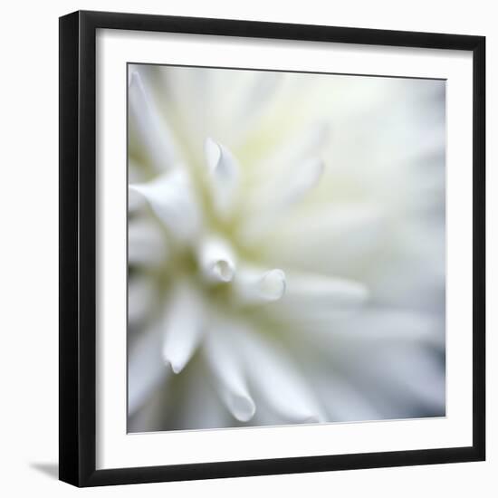 Dahlia Abstract-Anna Miller-Framed Photographic Print