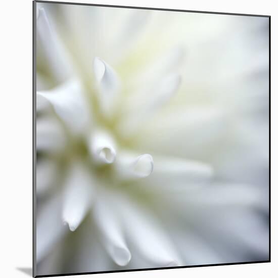 Dahlia Abstract-Anna Miller-Mounted Photographic Print