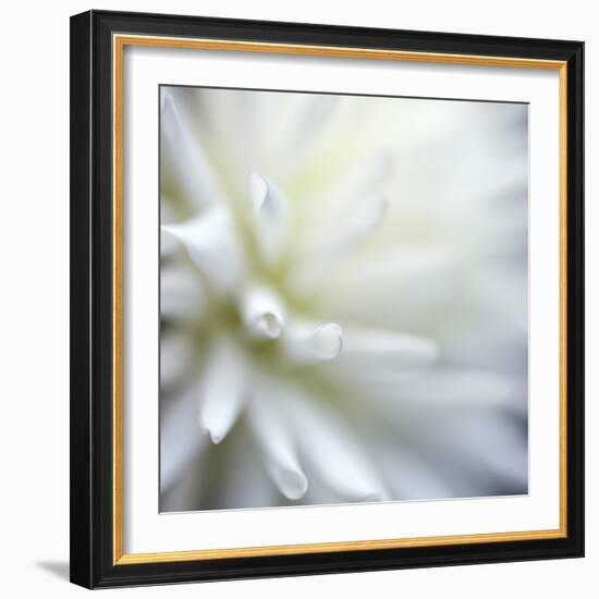 Dahlia Abstract-Anna Miller-Framed Photographic Print