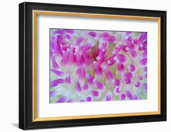 Dahlia Anemone (Urticina Felina) Close-Up, Saltstraumen, Bodø, Norway, October 2008-Lundgren-Framed Photographic Print